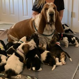 Basset Hounds from Bailey’s Bassets