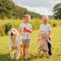 Skye - Golden Retriever