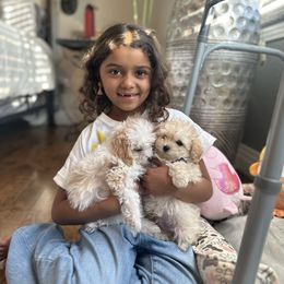 Poodle Puppies from Teacup & Toy Poodles