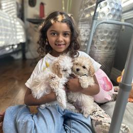 Poodle Puppies from Teacup & Toy Poodles