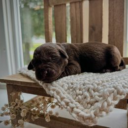 Labrador Retriever Puppies from Northrop Farm