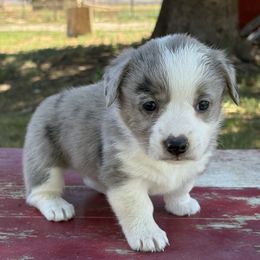 Betsy - Blue merle and white female American Corgi puppy in Preston, Idaho from KC Bar