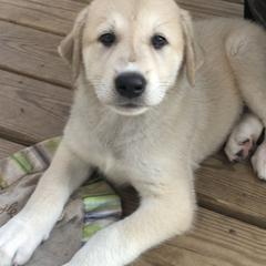Anatolian Pyrenees and Cardigan Welsh Corgis from Cavalier Acres Farm