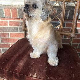 Minks - Cream and white female Shih Tzu puppy in Vinemont, Alabama from Shihtzu Puppy Pals