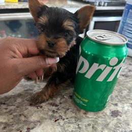 Benny orange collar - Black and tan male Yorkshire Terrier puppy in Selden, New York from Alisha's Yorkshire Terriers