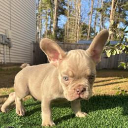 French Bulldog Puppies from Melvin Hodges