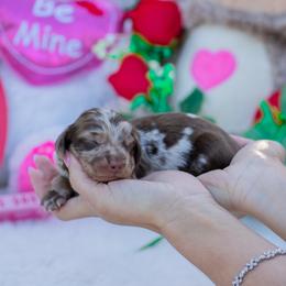 Zurg - Dapple male Dachshund puppy in Fort Myers, Florida from Blossom Paws
