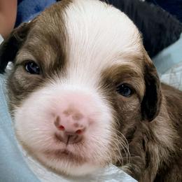 Halo - White and chocolate male Chinese Crested puppy in Frederick, Maryland from Lovable Cresteds