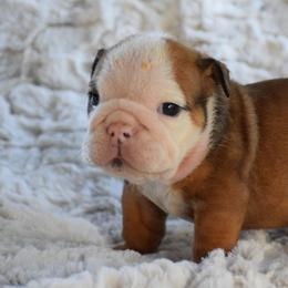 Monkey - Fawn and white male Bulldog puppy in Bradleyville, Missouri from HurstBulldogs