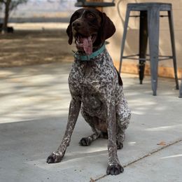 Lada - German Shorthaired Pointer