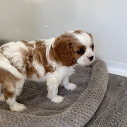 Cavalier King Charles Spaniel Puppies from Country View Cavaliers