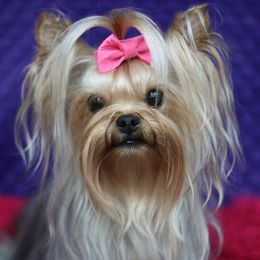 Maltese, Morkies, and Yorkshire Terriers from Little Luv's Yorkies and Maltese