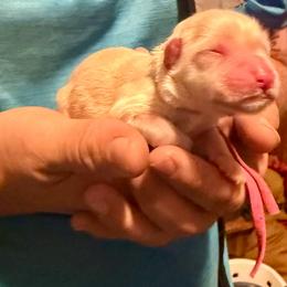 Dixie - Wheaten female Miniature Schnauzer puppy in Comanche, Texas from Circle R