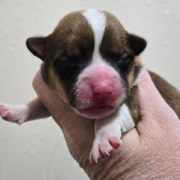 JM-4 - Sable male Pembroke Welsh Corgi puppy in Ely, Minnesota from RJ's Corgis