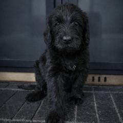 Vander - Black male Double Doodle puppy in Whitsett, North Carolina from Rock Creek Doodles