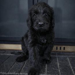 Vander - Black male Double Doodle puppy in Whitsett, North Carolina from Rock Creek Doodles