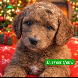 Mount Everest - Red female Labradoodle puppy in Phelan, California from Family Doodles