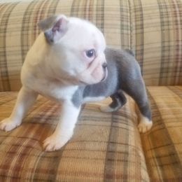 Boston Terrier and French Bulldog Puppies from Willis Family Bostons