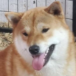 Shiba Inu from Z Ranch Canines