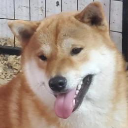 Shiba Inu from Z Ranch Canines