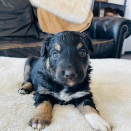 Tank - Black tri-color male Australian Shepherd puppy in Zwingle, Iowa from Homestead Aussies & Doodles