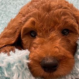 Stella - Goldendoodle puppy in Harrisburg, Arkansas from Ransone’s Ridge Runners Poodles and Doodles