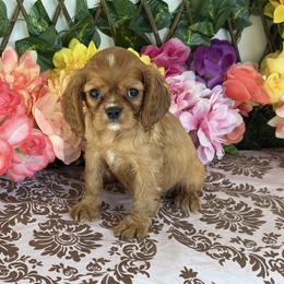 Maggie - Ruby female Cavalier King Charles Spaniel puppy in Hollywood, Florida from World Class Cavaliers