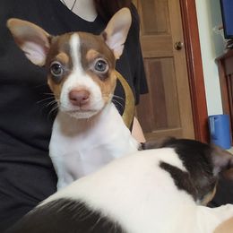 Rat Terrier Puppies from Country Rat Terriers