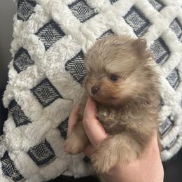 Finn - Beaver sable male Pomeranian puppy in Randleman, North Carolina from Luxurious Poms