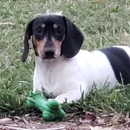 Hank - Dachshund