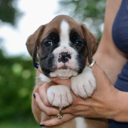 Boxer Puppies from Mt Valley Boxers