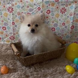 Satin - Orange parti female Pomeranian puppy in University City, Missouri from Textilepoms