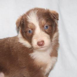 Ursa - White and red female Border Collie puppy in Cedartown, Georgia from Ferguson Border Collies