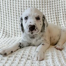 Han Lue - White and liver brown male Dalmatian puppy in Jefferson, Georgia from Spotted Jewels Dalmatians
