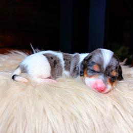 Delilah - Dapple female Dachshund puppy in Washburn, Tennessee from Clinch Mountain Dachshunds