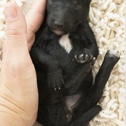 Fresca - Black female Poodle puppy in Mesa, Arizona from Desert Doodles