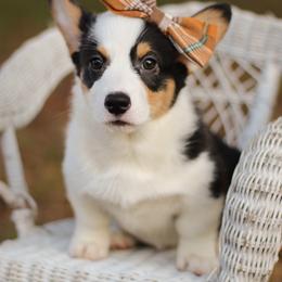 Belladonna (Bella) - Black and tan female Pembroke Welsh Corgi puppy in Benton, Arkansas from High Cotton Corgis