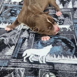 Kilo - Red and white male Siberian Husky puppy in Louisville, Kentucky from Wild Hunt Huskies