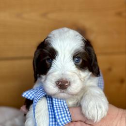 Spanky - Chocolate male Australian Labradoodle puppy in Dawson, Georgia from Still Pond Australian Labradoodles