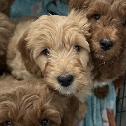 Goldendoodles from Alyssa Xxweetdoodles
