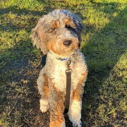 Leo - Assorted Doodle Crosses