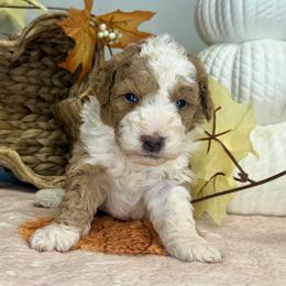 Boy 3 - Yellow and white male Bernedoodle puppy in Russiaville, Indiana from Pleasant Creek Minibernedoodles