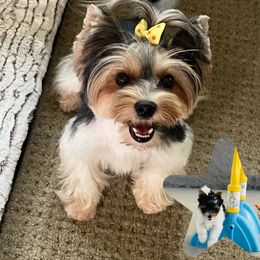 Darcy - Biewer Terrier