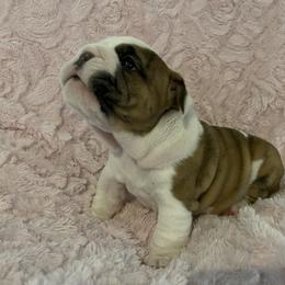 Bulldog Puppies from Semper Fi Bulldogs