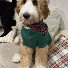 Assorted Doodle Crosses, Bernedoodle, and Goldendoodle Puppies from Central Florida Bernedoodles