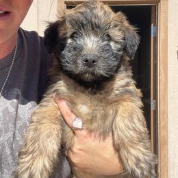 Boy 1 - Wheaten male Soft Coated Wheaten Terrier puppy in Dragoon, Arizona from Wild West Wheatens