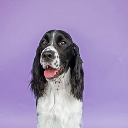 English Springer Spaniels from VinEwood Springers
