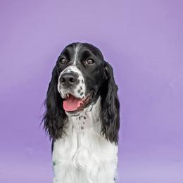 English Springer Spaniels from VinEwood Springers