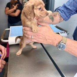 Sage - Dapple male Dachshund puppy in Lexington, Oklahoma from BooneDox Miniature Dachshunds