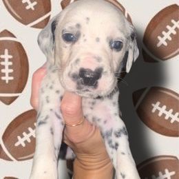 LSU - White and black male Dalmatian puppy in Bremen, Georgia from Clark’s Dalmatians
